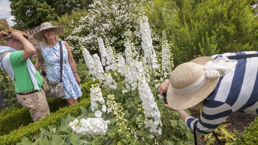 Visitors photographing the gardens in July at Sissinghurst Castle, Kent, one bending down for a close-up shot of a white delphinium, two standing behind
